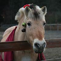 Horse wearing Christmas decorations