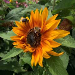 Sunflower with pollinator bees