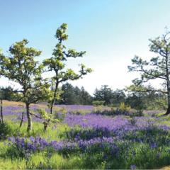 Garry Oak meadow with camas