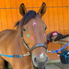 Chestnut horse with stickers on their face